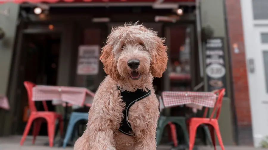 A dog outside La Divina on Upper Street