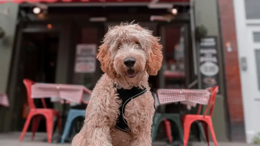 A dog outside La Divina on Upper Street